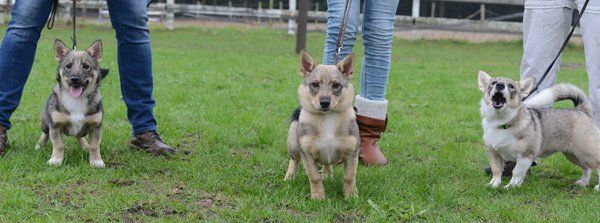 Curragh's G-nest Västgötaspets, Zweedse herder, Swedish Vallhund