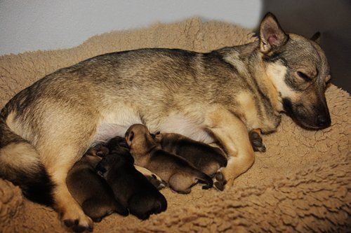 Curragh's F nest Västgötaspets, Zweedse herder, Swedish Vallhund
