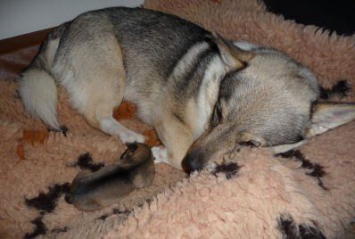 Curragh's I nest Västgötaspets, Zweedse herder, Swedish Vallhund