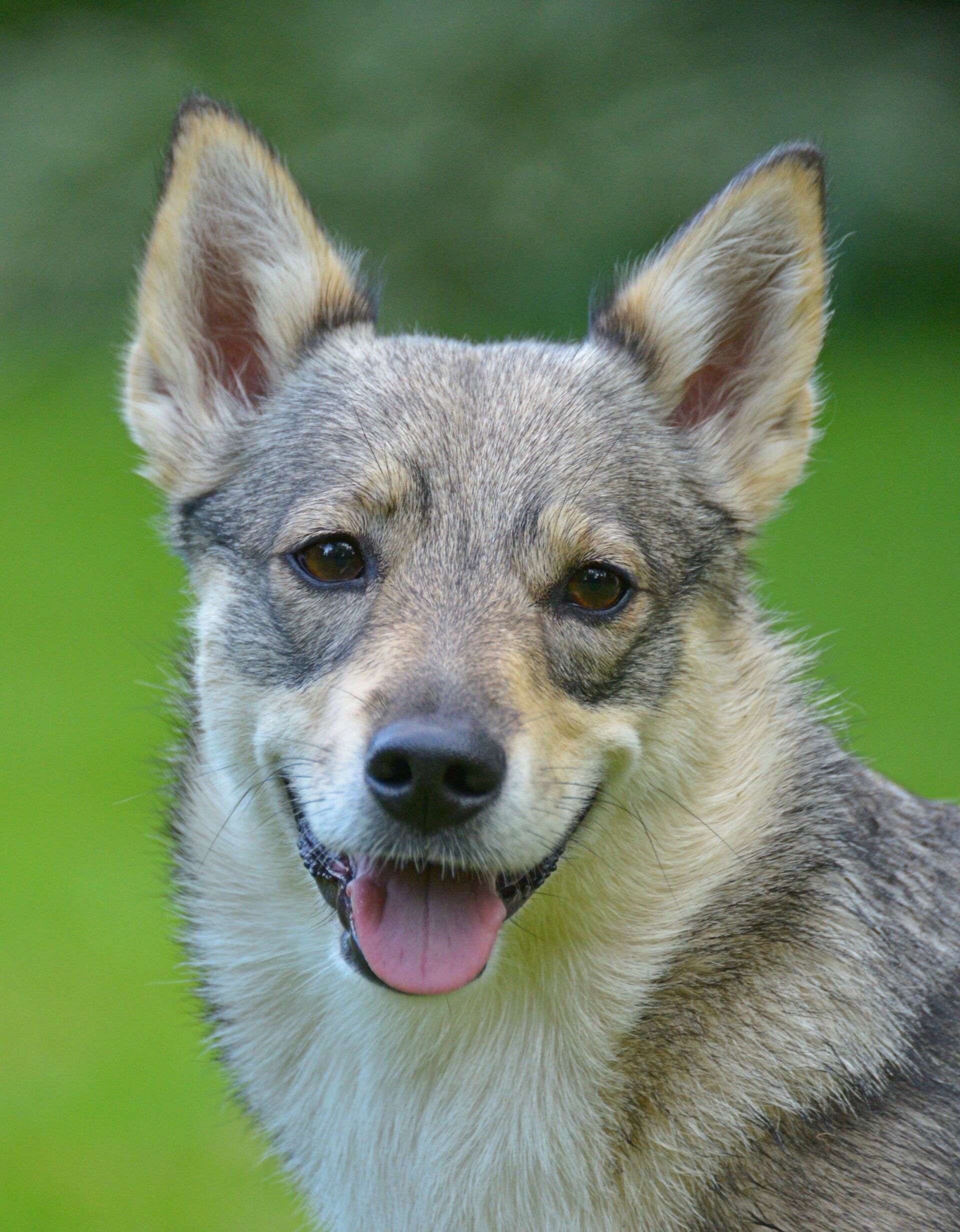 Västgötaspets, Zweedse herder, Swedish Vallhund