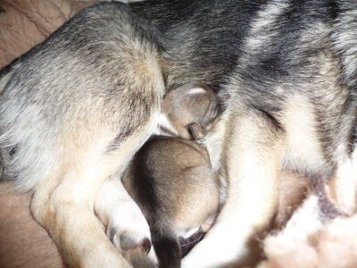 Curragh's H nest Västgötaspets, Zweedse herder, Swedish Vallhund