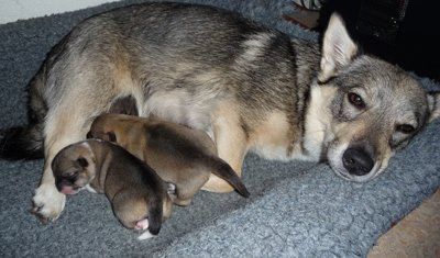 Curragh's G nest Västgötaspets, Zweedse herder, Swedish Vallhund