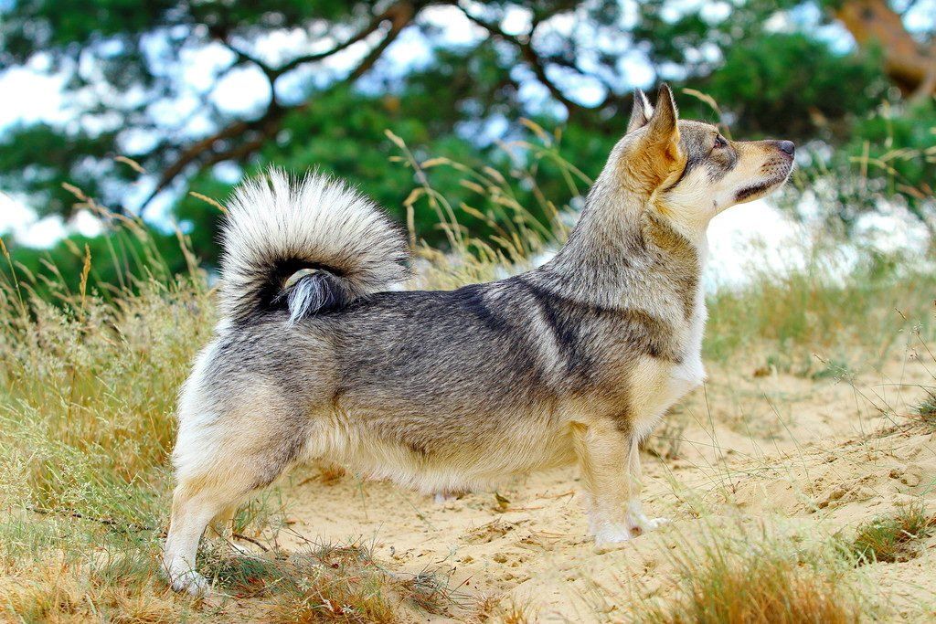 Västgötaspets, Zweedse herder, Swedish Vallhund