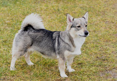 Västgötaspets, Zweedse herder, Swedish Vallhund