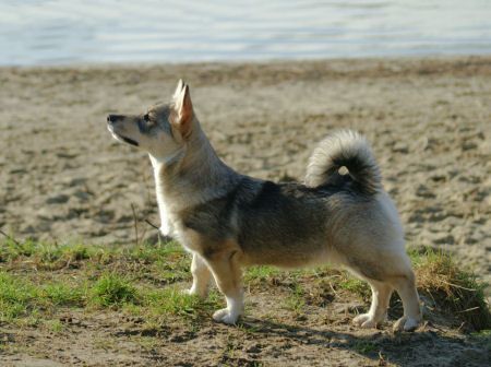 Västgötaspets, Zweedse valhond, Swedish Vallhund, Curragh's kennel