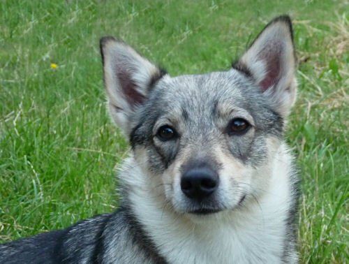 Västgötaspets, Zweedse herder, Swedish Vallhund