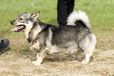 Curragh's Jumping Jack Jazz Västgötaspets, Zweedse herder, Swedish Vallhund