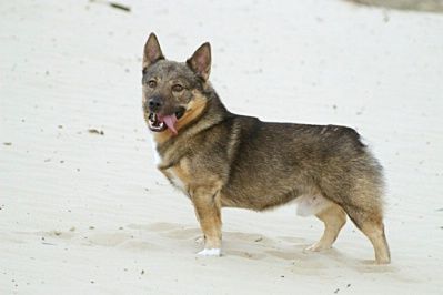 Curragh's Celtae Sucellus Västgötaspets, Zweedse herder, Swedish Vallhund