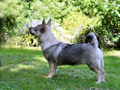 Västgötaspets, Swedish Valhund, Curragh's kennel