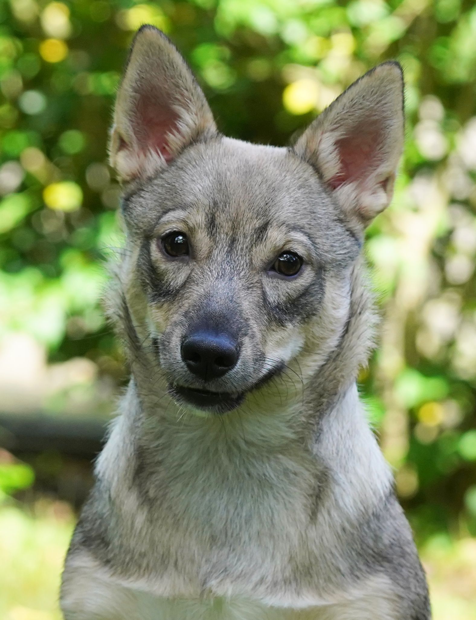 Västgötaspets, Swedish Vallhund, Zweedse Valhond, Curragh's kennel
