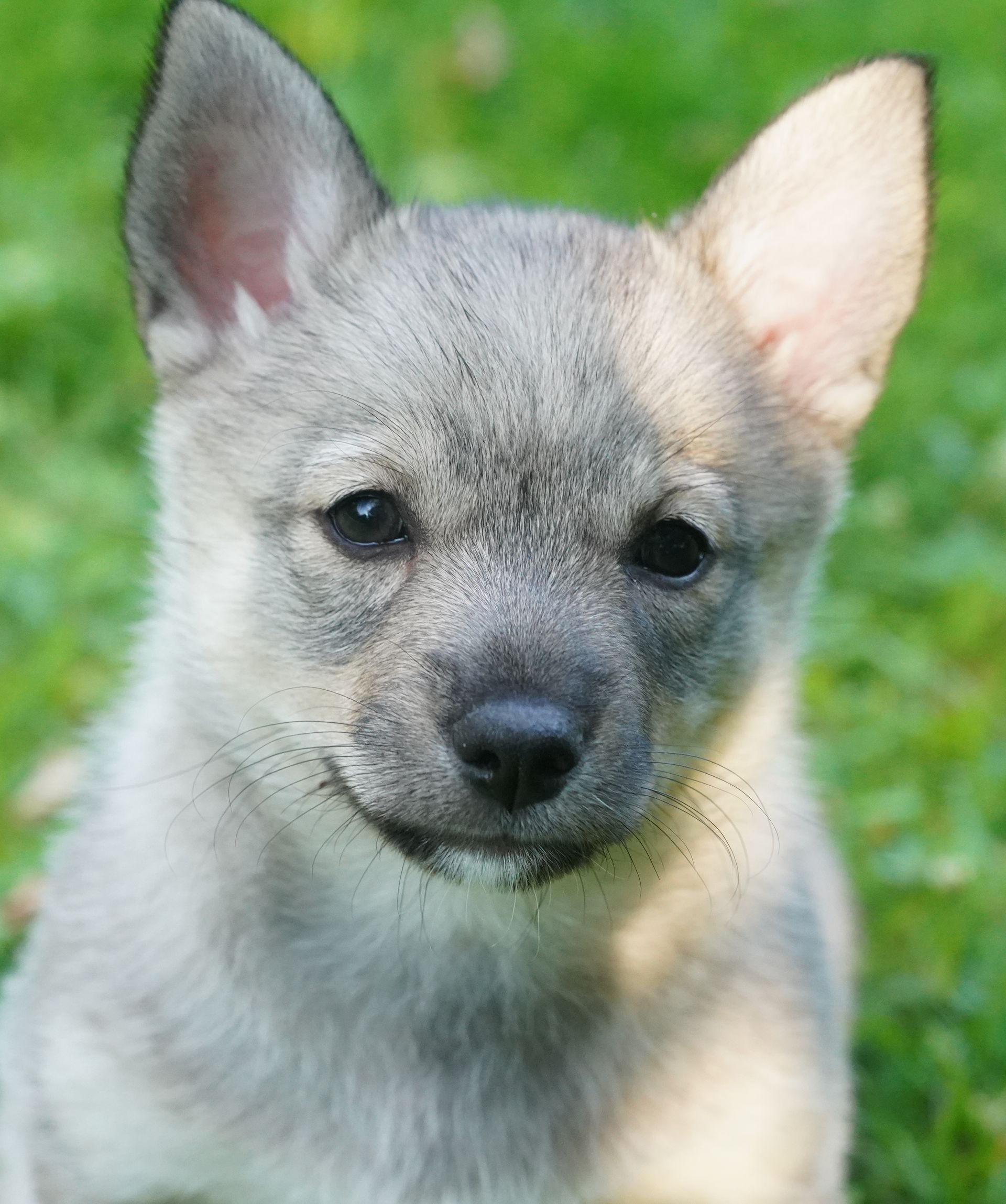 Västgötaspets, Swedish Vallhund, Curragh's kennel