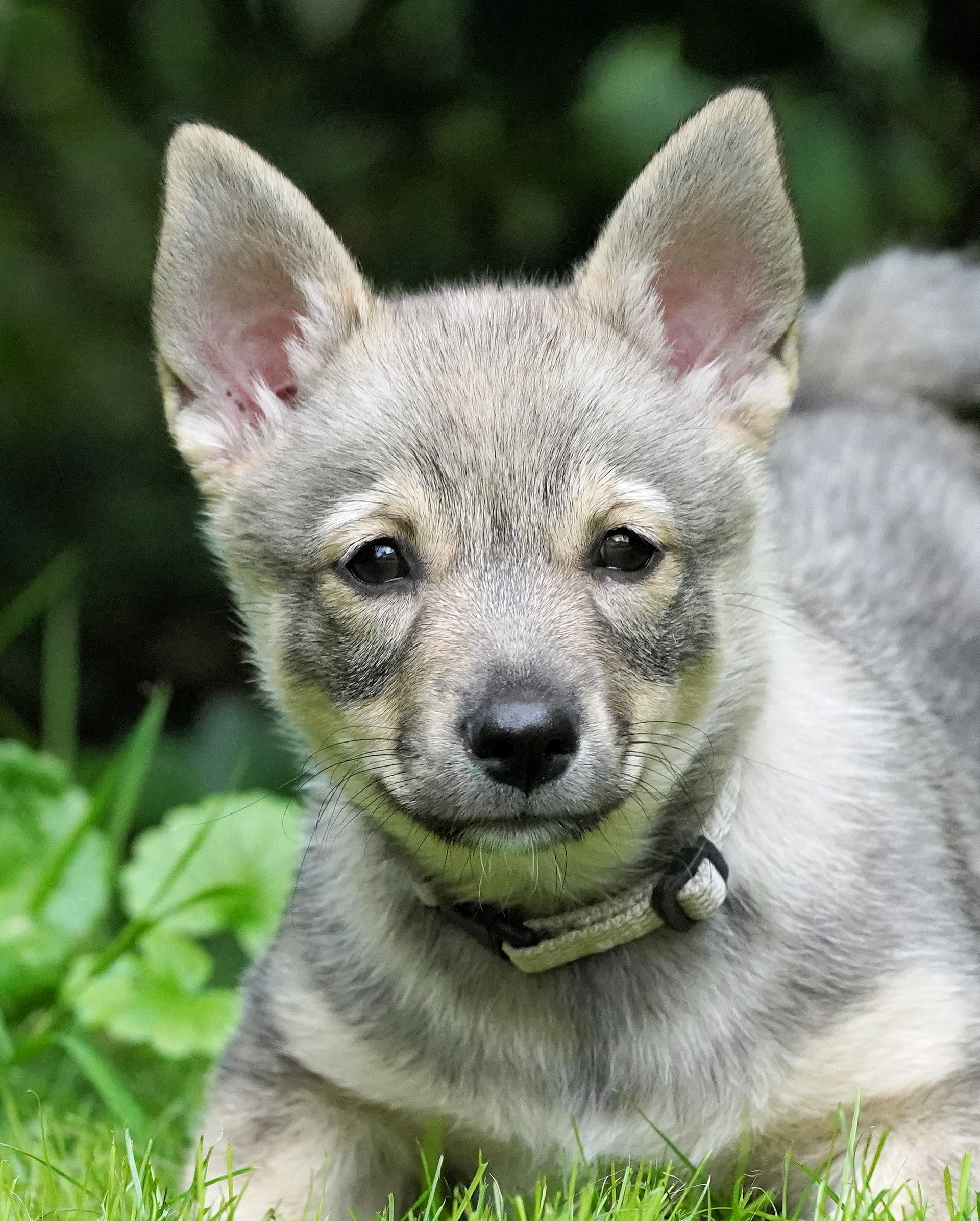Västgötaspets, Swedish Vallhund, Curragh's kennel
