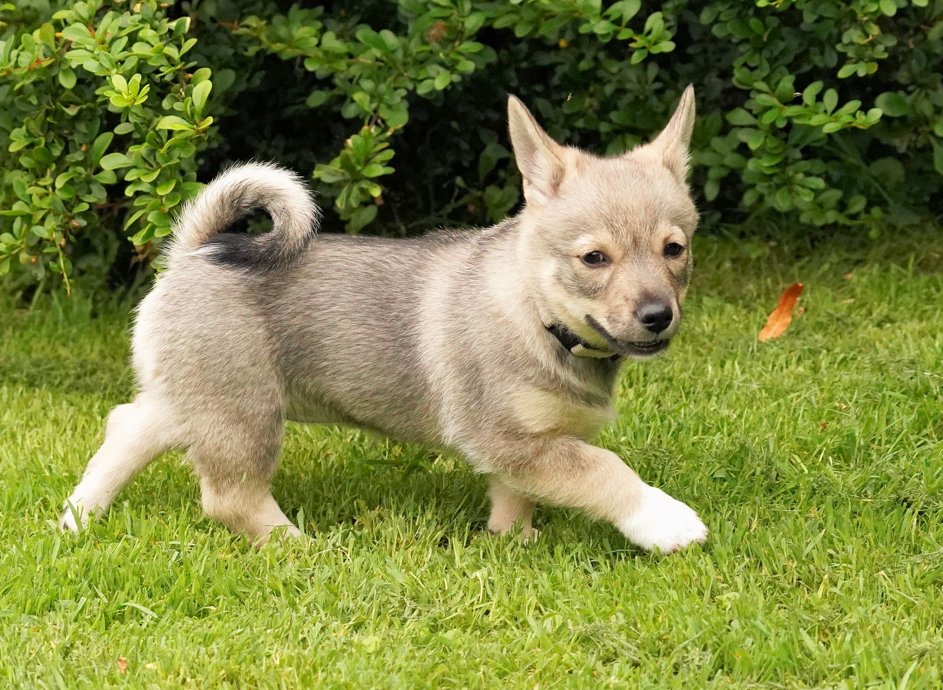 Västgötaspets, Zweedse herder, Swedish Vallhund, Curragh's kennel