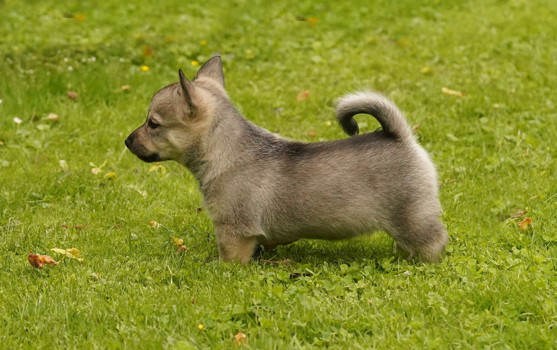Västgötaspets, Zweedse herder, Swedish Vallhund, Curragh's kennel