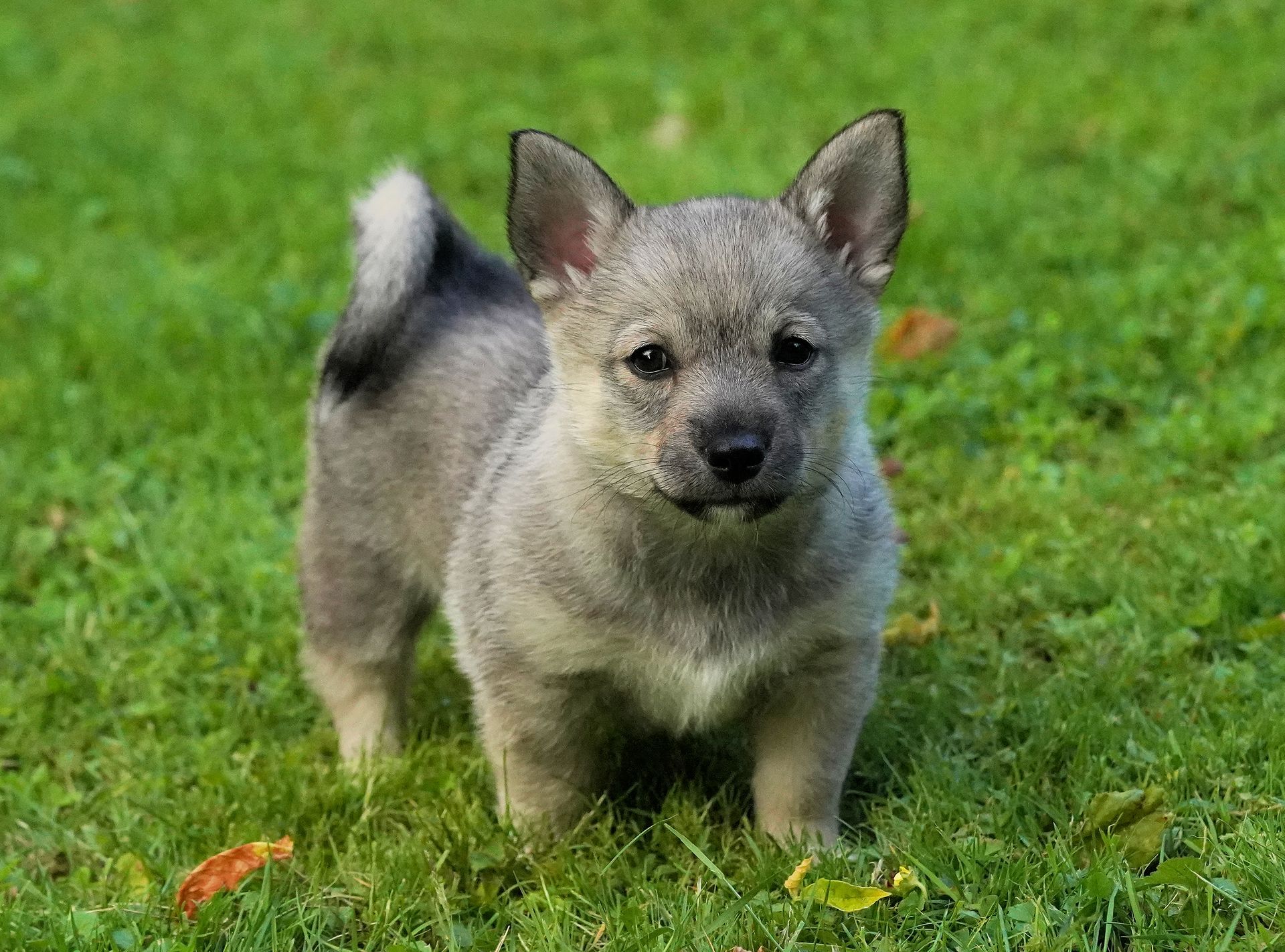 Västgötaspets, Zweedse herder, Swedish Vallhund, Curragh's kennel