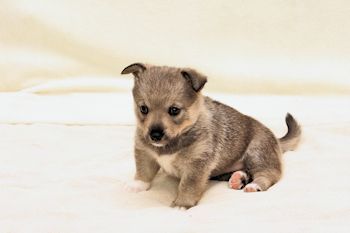 Västgötaspets, Zweedse herder, Swedish Vallhund