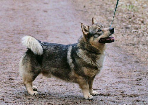 Westorps Jack of Hearts Västgötaspets, Zweedse herder, Swedish Vallhund