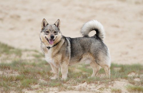 Västgötaspets, Zweedse herder, Swedish Vallhund