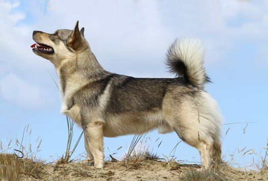 Curragh's Givion Gnomus Västgötaspets, Zweedse herder, Swedish Vallhund