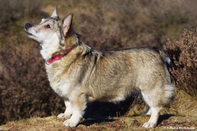 Curragh's Kincsem Västgötaspets, Zweedse herder, Swedish Vallhund