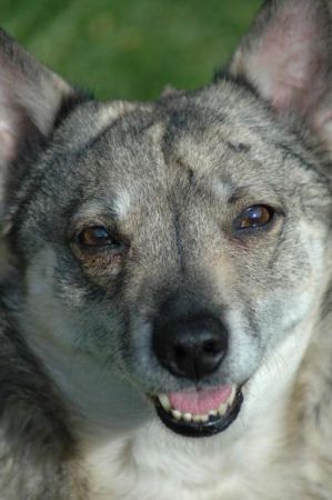 Curragh's Kincsem Västgötaspets, Zweedse herder, Swedish Vallhund