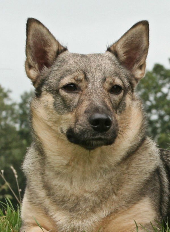Curragh's Esir Folkvang Västgötaspets, Swedish Vallhund, Zweedse herder, Curragh's kennel