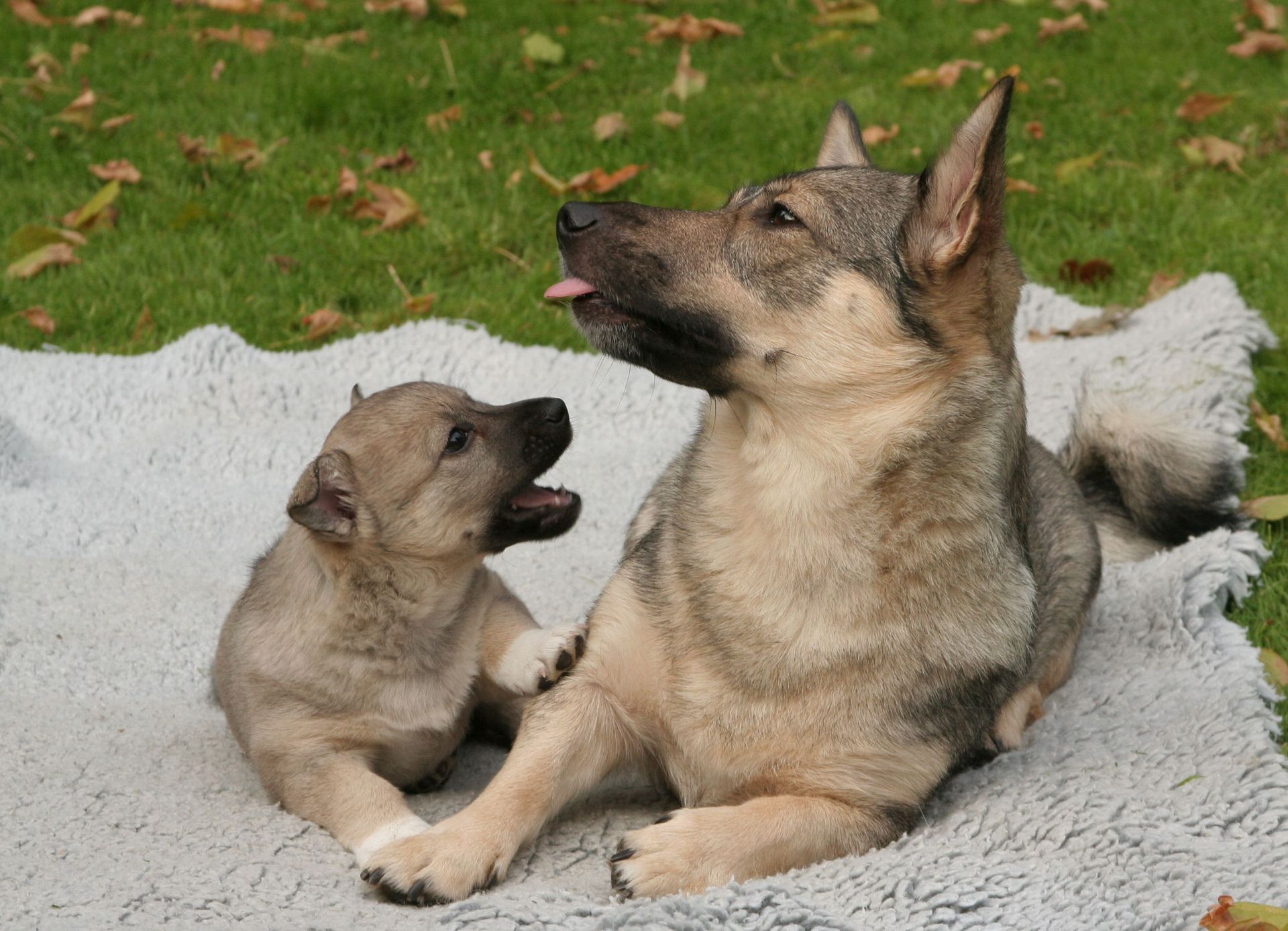 Ronja met haar pup Fluxx Västgötaspets, Swedish Vallhund, Zweedse herder