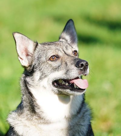 Curragh's Jazz Is In The Air Västgötaspets, Zweedse herder, Swedish Vallhund