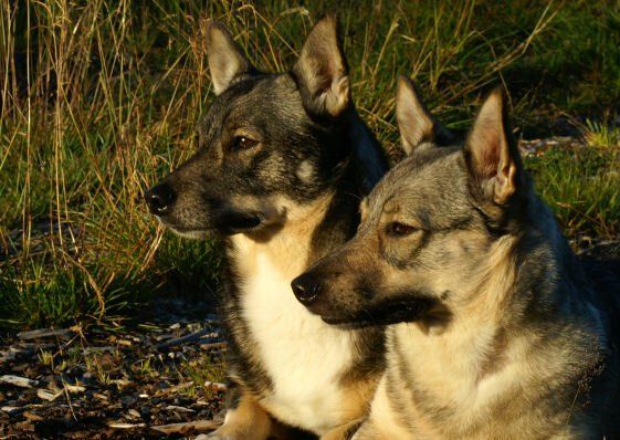 Ronja en Allert Västgötaspets