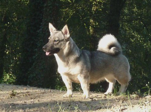 Västgötaspets, Zweedse herder, Swedish Vallhund