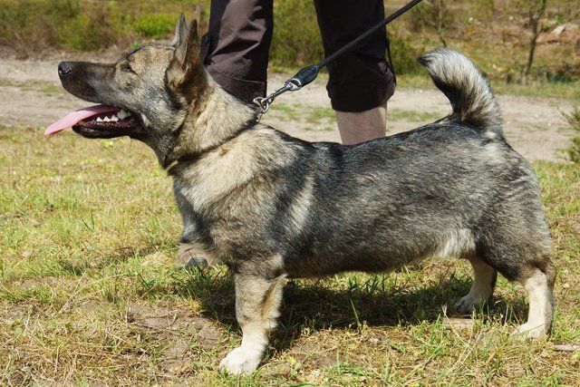 Curragh's Focus Pokus Västgötaspets, Zweedse herder, Swedish Vallhund