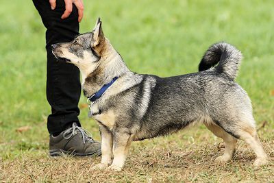 Curragh's Jingle Jangle Jazz Västgötaspets, Zweedse herder, Swedish Vallhund