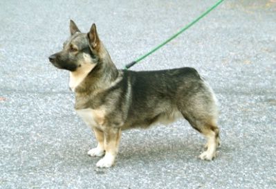 Curragh's Dutch Star Sirius Västgötaspets, Zweedse herder, Swedish Vallhund