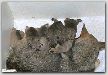 Curragh's A-nest Västgötaspets, Zweedse herder, Swedish Vallhund