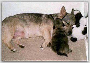 Curragh's Renpaardennest Västgötaspets, Zweedse herder, Swedish Vallhund