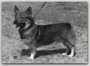 Götagardens Albert Västgötaspets, Zweedse herder, Swedish Vallhund