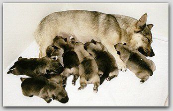Curragh's D nest Västgötaspets, Zweedse herder, Swedish Vallhund