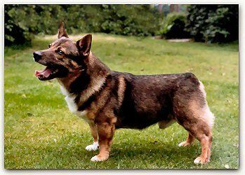 Umanoma Cowboy's Bonzo Västgötaspets, Zweedse herder, Swedish Vallhund