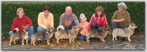 C-nest Västgötaspets, Zweedse herder, Swedish Vallhund