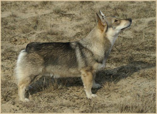 Västgötaspets, Zweedse herder, Swedish Vallhund