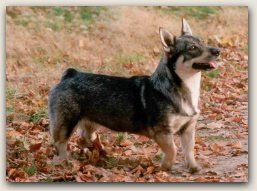 Cygnus Melanocory v.d. Zwanensteeg 8 maanden Västgötaspets, Zweedse herder, Swedish Vallhund
