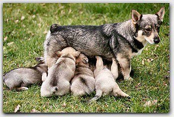 Curragh's Renpaarden nest Västgötaspets, Zweedse herder, Swedish Vallhund