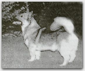 Västgötaspets, Zweedse herder, Swedish Vallhund
