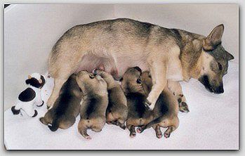 Curragh's C nest Västgötaspets, Zweedse herder, Swedish Vallhund