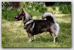 Fennican Zam Zamajac Västgötaspets, Zweedse herder, Swedish Vallhund