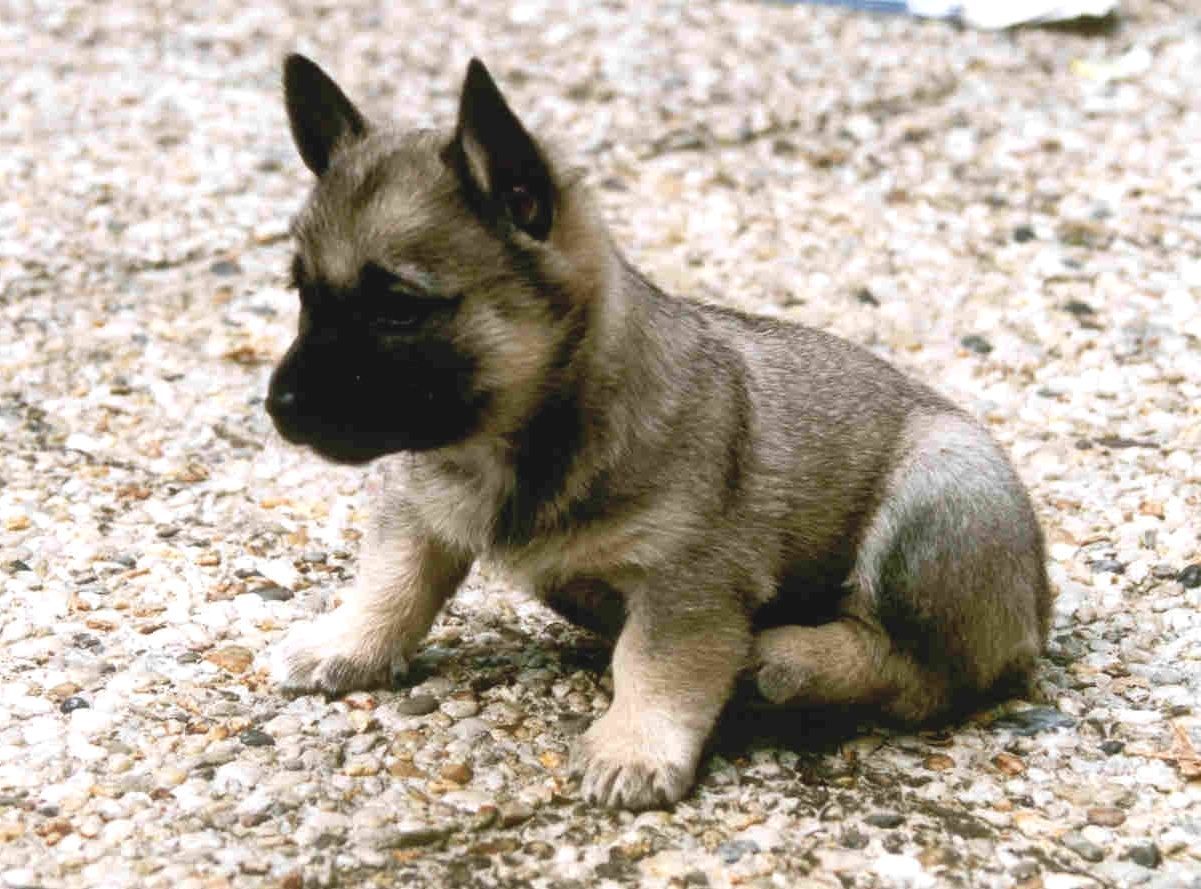 Curragh's Dancing Star Gomeisa Västgötaspets, Zweedse herder, Swedish Vallhund