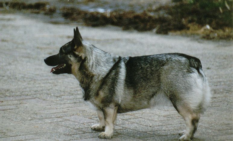 Curragh's Dancing Star Gomeisa Västgötaspets, Zweedse herder, Swedish Vallhund