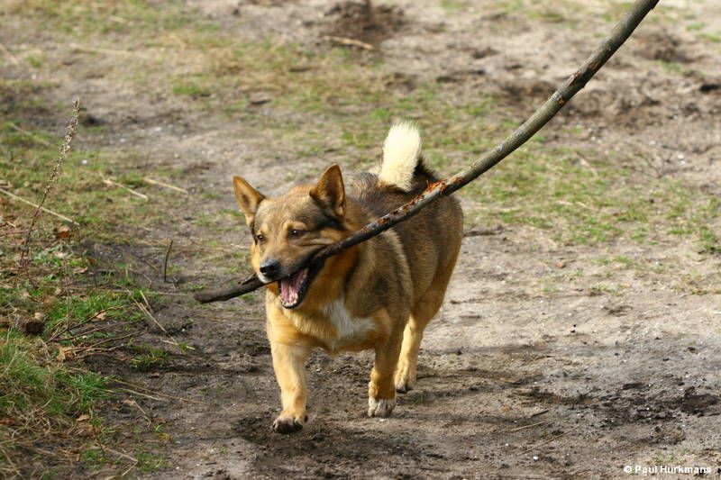 Curragh's Celtae Belenus Västgötaspets, Zweedse herder, Swedish Vallhund