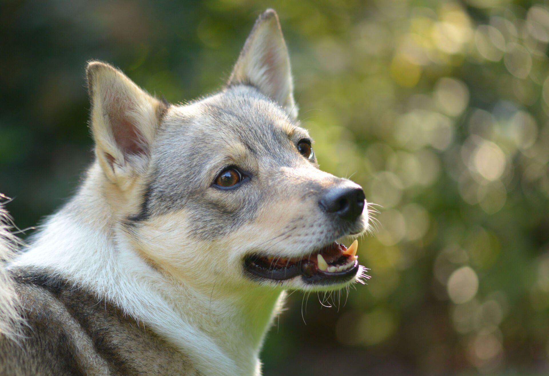 Curraghá Galona Gnomus 3 jaar Västgötaspets, Zweedse herder, Swedish Vallhund