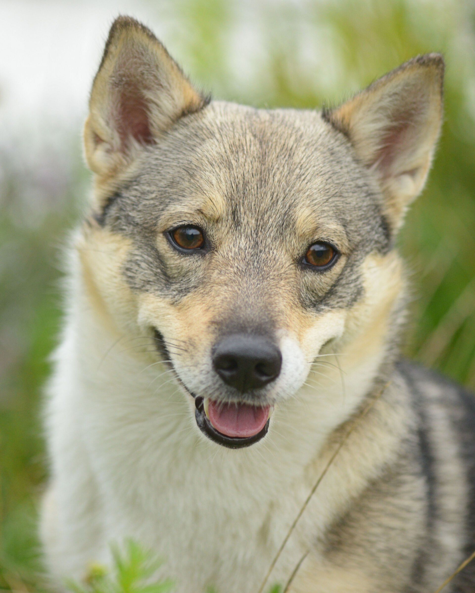 Curragh's Galona Gnomus Västgötaspets, Swedish Vallhund, Zweedse herder, Curragh's kennel